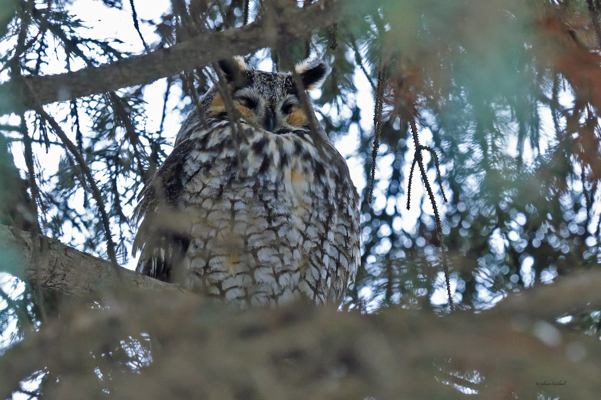 Long-eared Owl - ML615047076