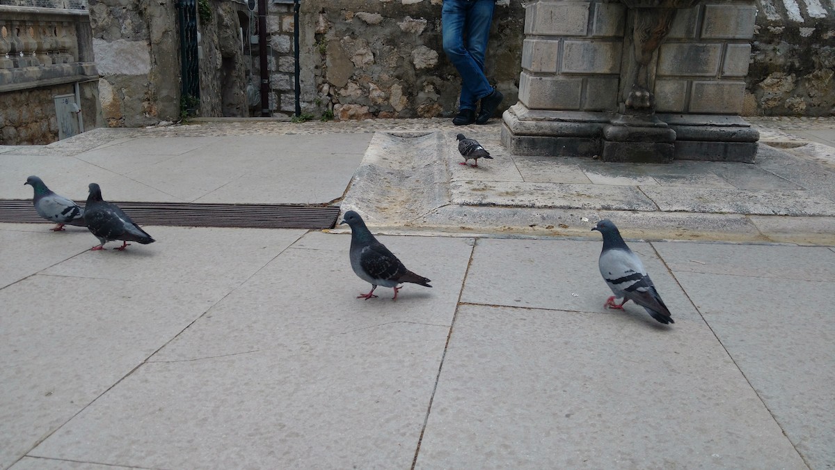 Rock Pigeon (Feral Pigeon) - ML615047153
