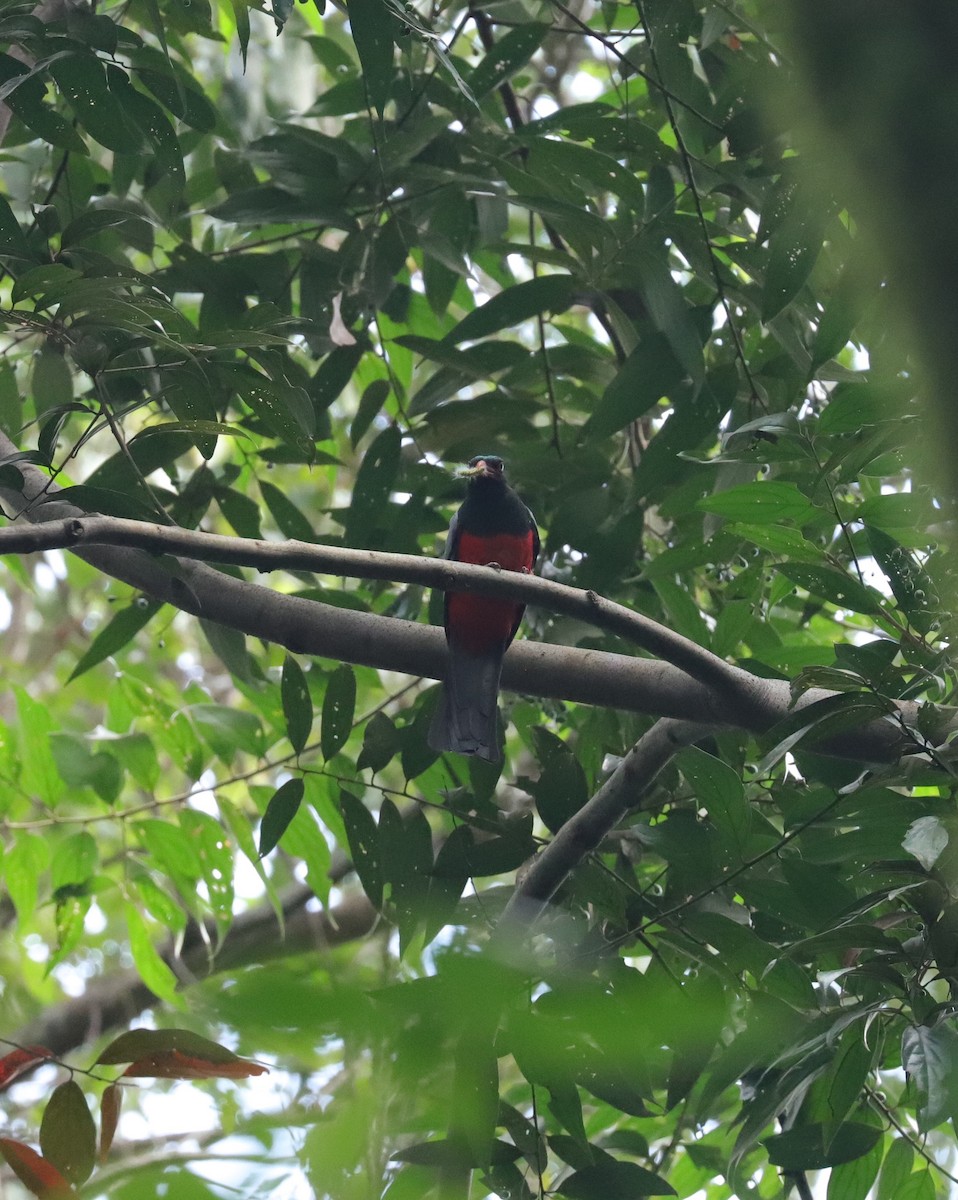 Slaty-tailed Trogon - ML615047177