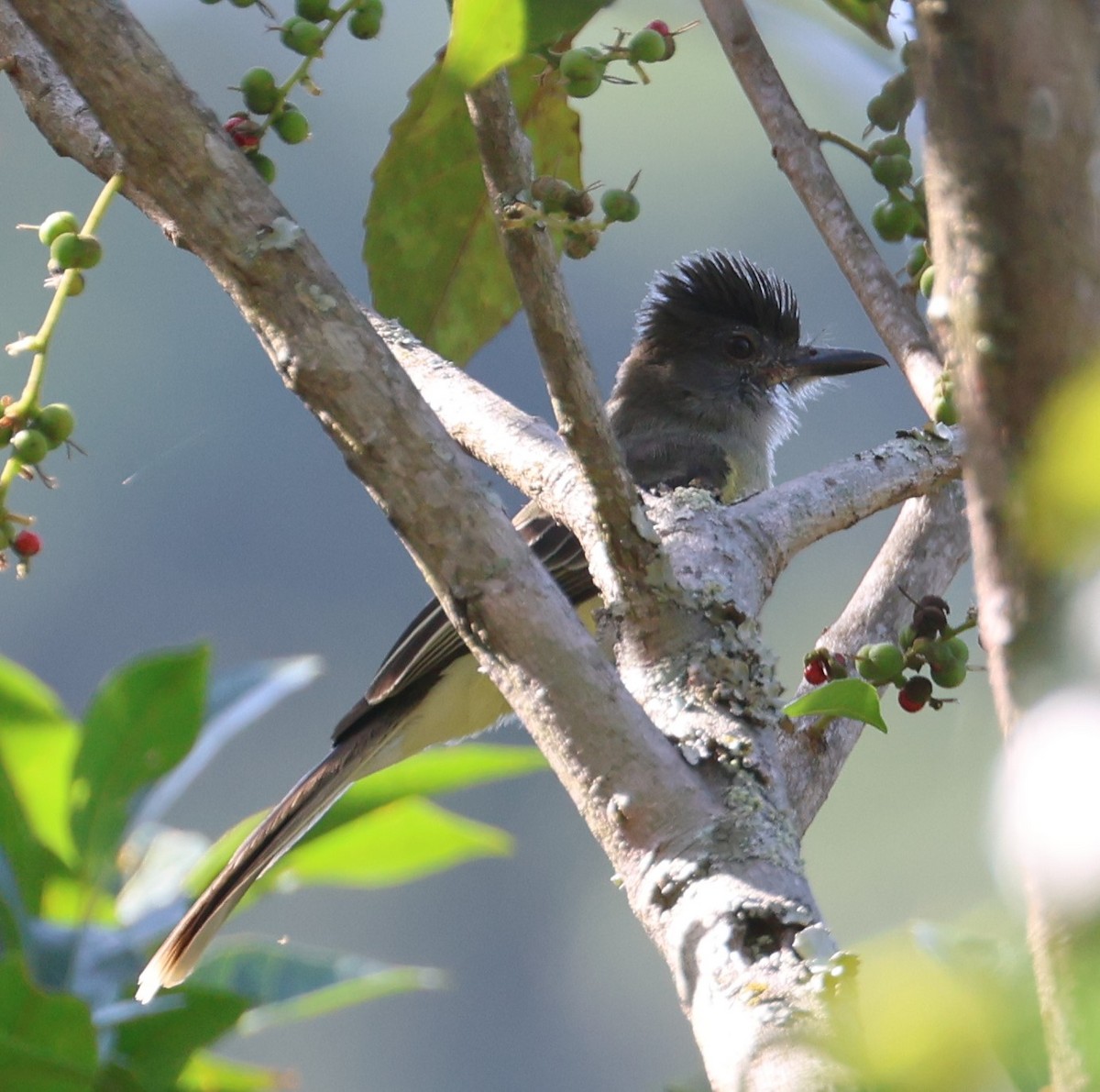 Apical Flycatcher - ML615047247