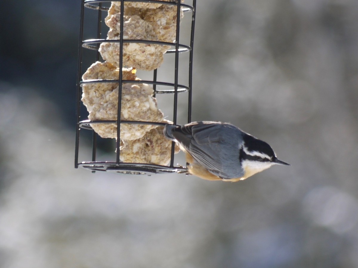 Red-breasted Nuthatch - ML615047258