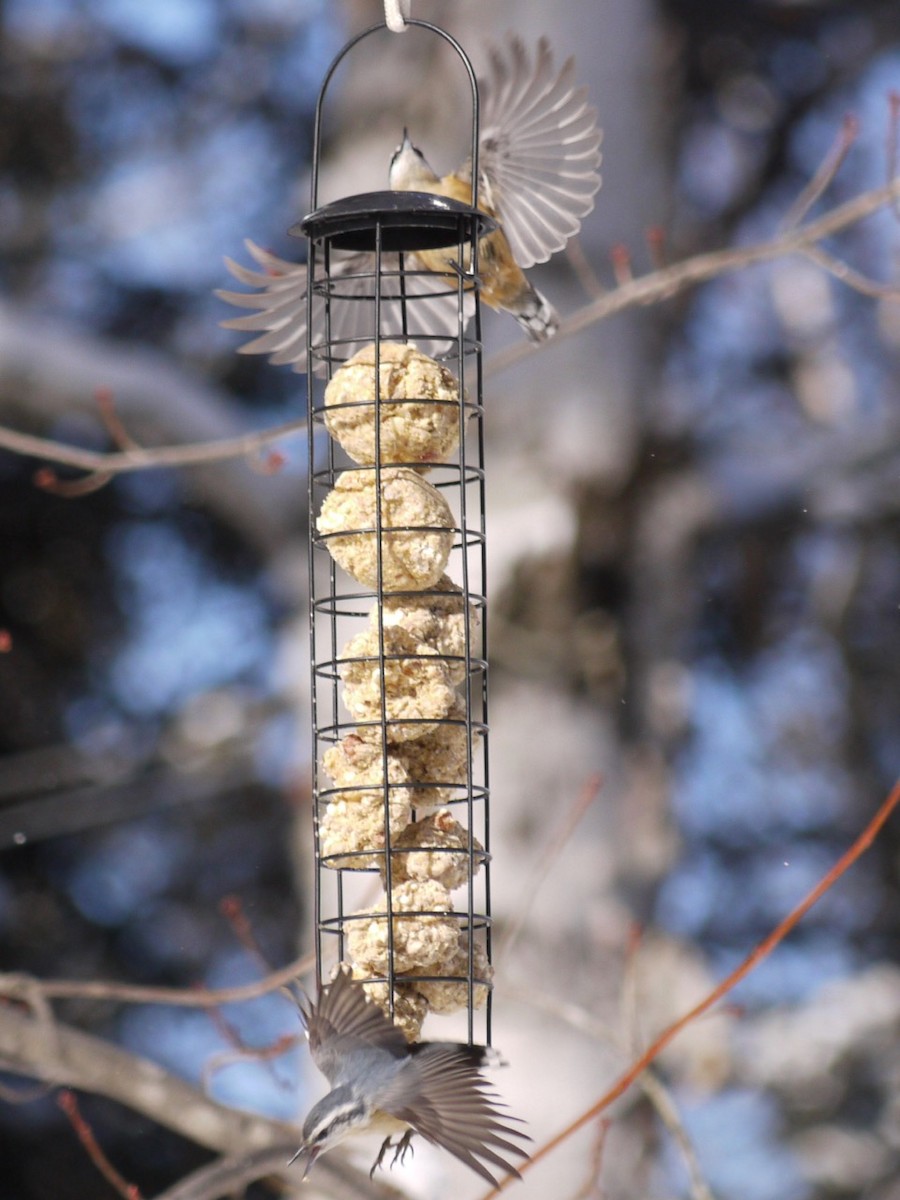 Red-breasted Nuthatch - ML615047259