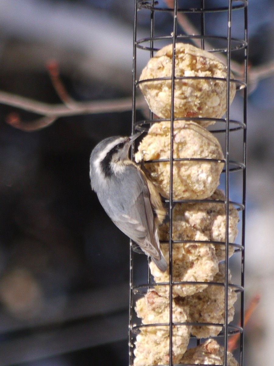 Red-breasted Nuthatch - ML615047260