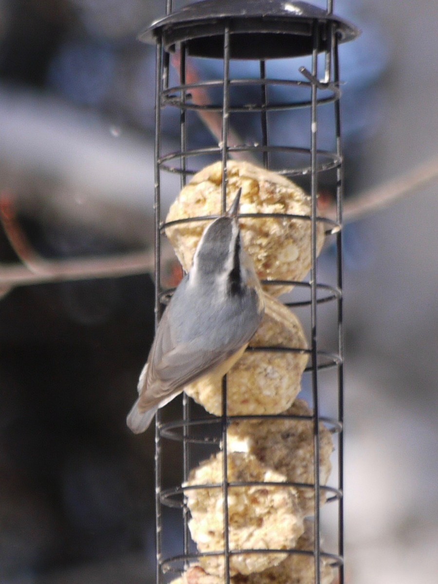 Red-breasted Nuthatch - ML615047261