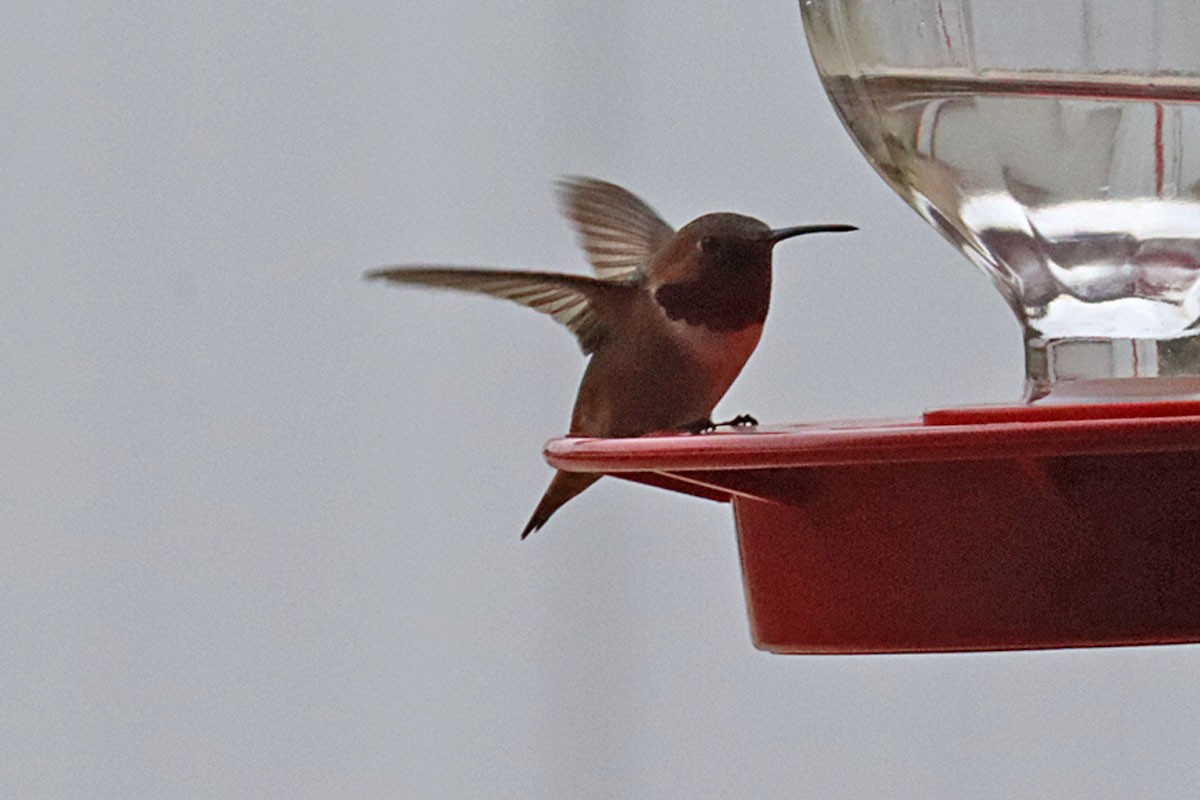 Allen's Hummingbird - Leslie Linehan