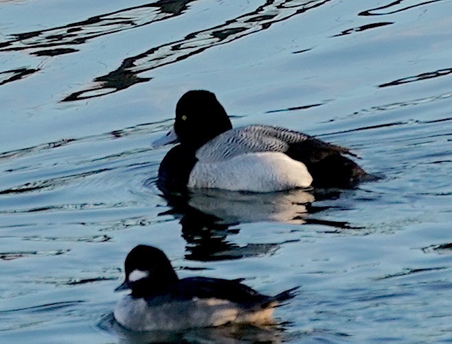 Lesser Scaup - ML615047285