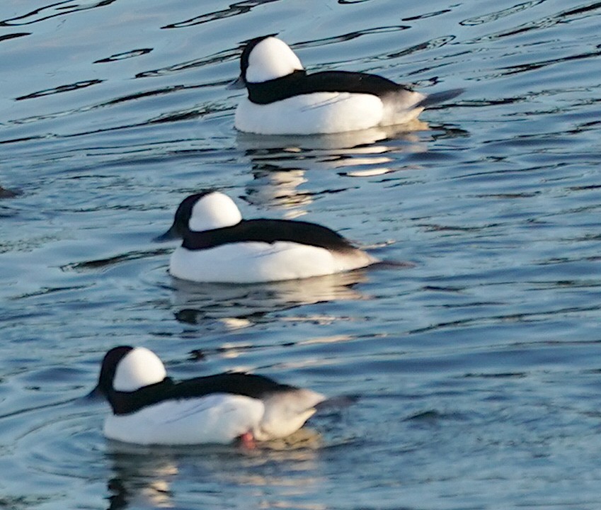 Bufflehead - ML615047293