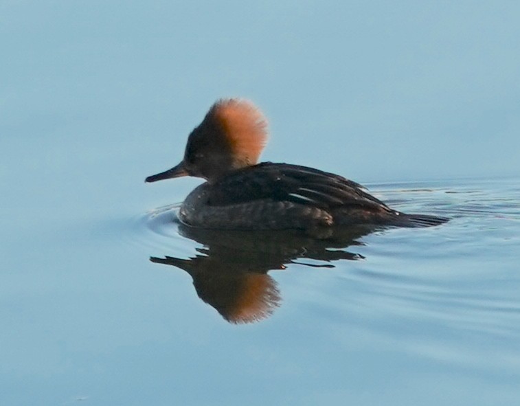 Hooded Merganser - Ryan Serio