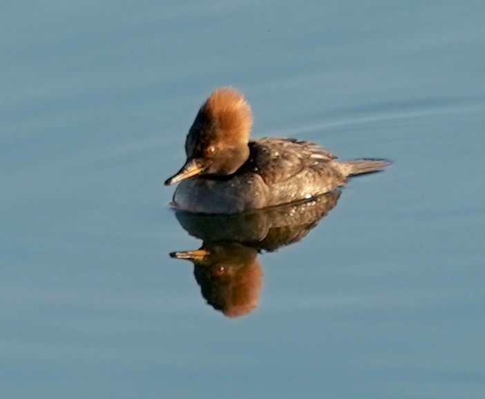 Hooded Merganser - ML615047297