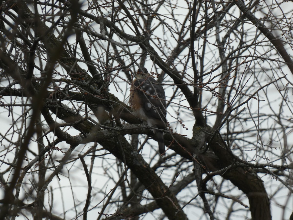 Sharp-shinned Hawk - ML615047341