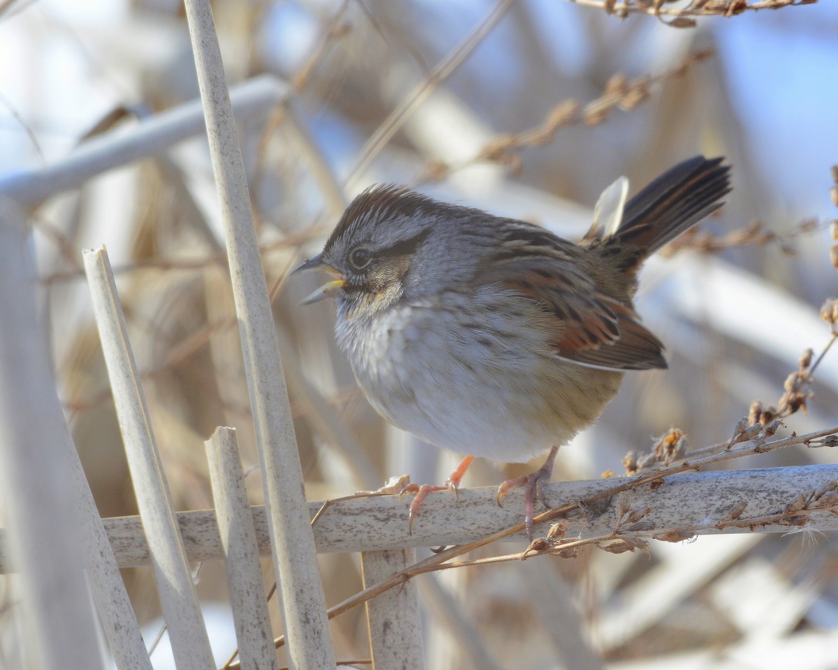 Swamp Sparrow - ML615047425