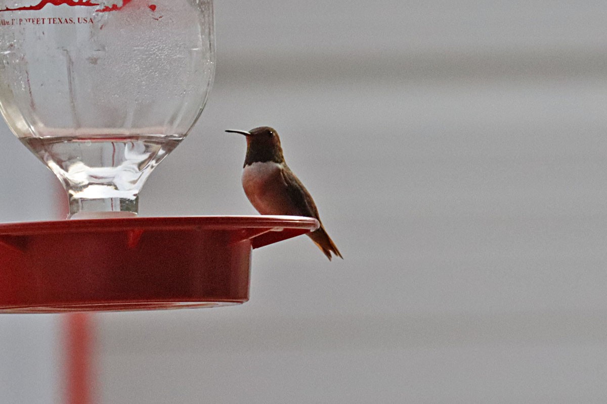 Allen's Hummingbird - Leslie Linehan