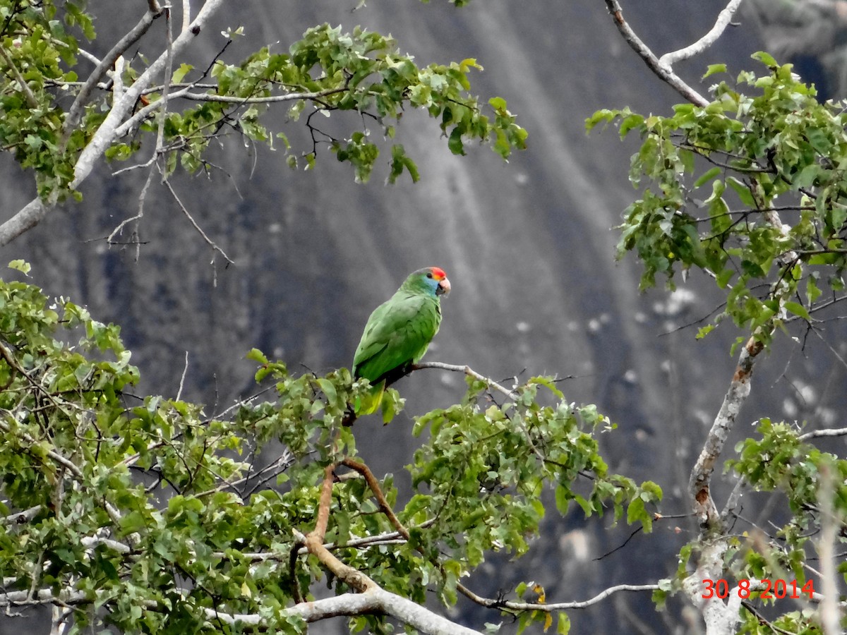 Red-browed Parrot - Gabriel Bonfa