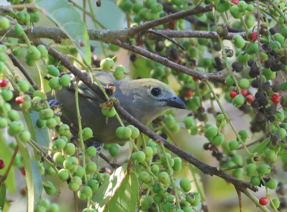 Palm Tanager - Guillermo O