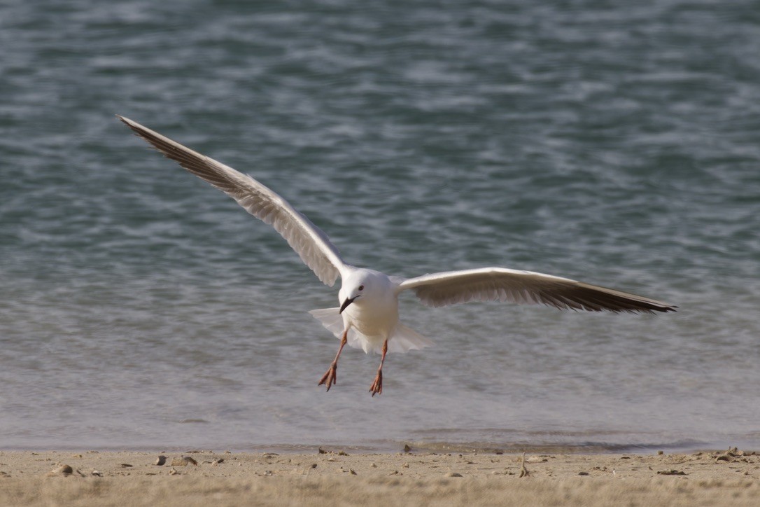 Slender-billed Gull - ML615047493