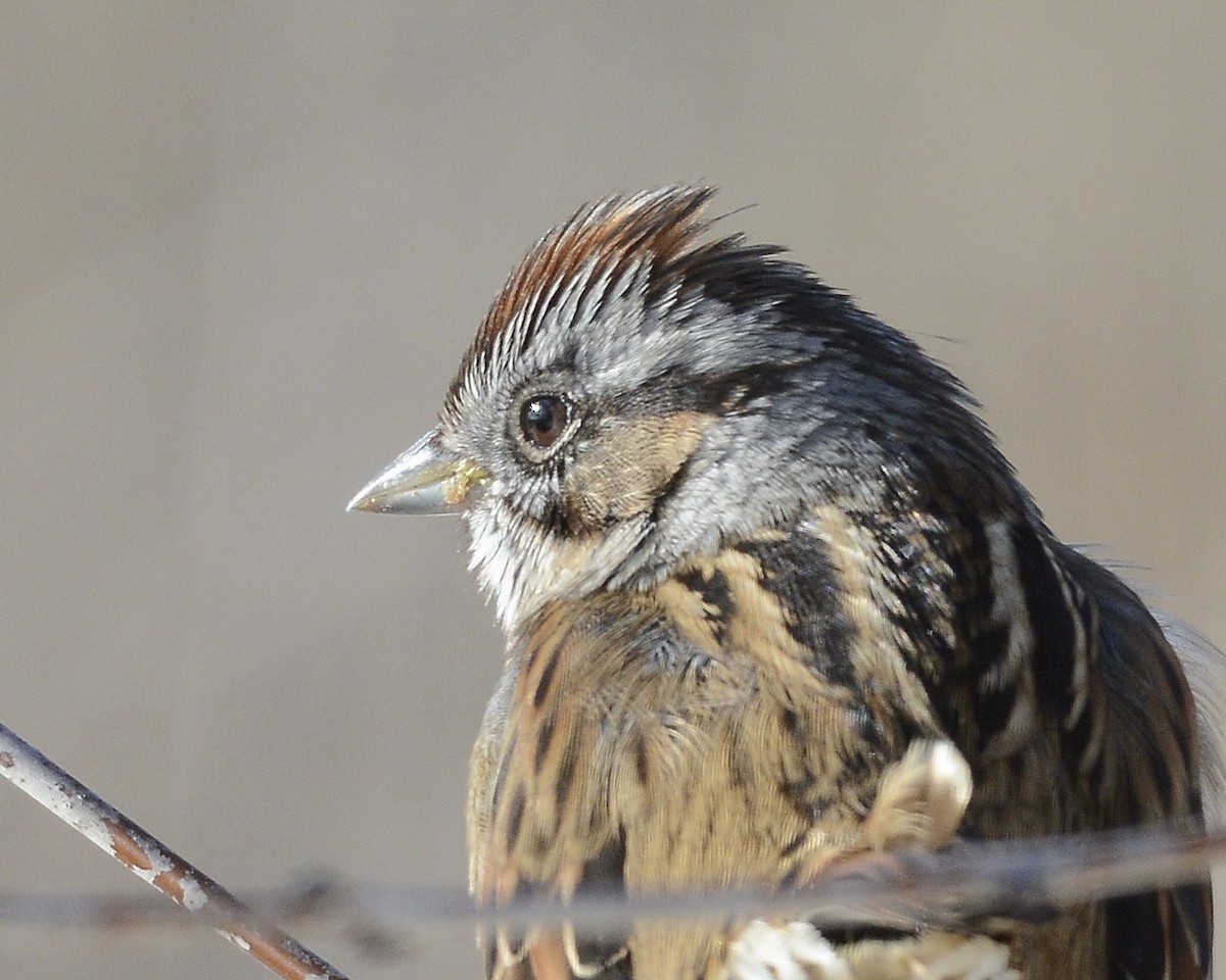 Swamp Sparrow - ML615047501