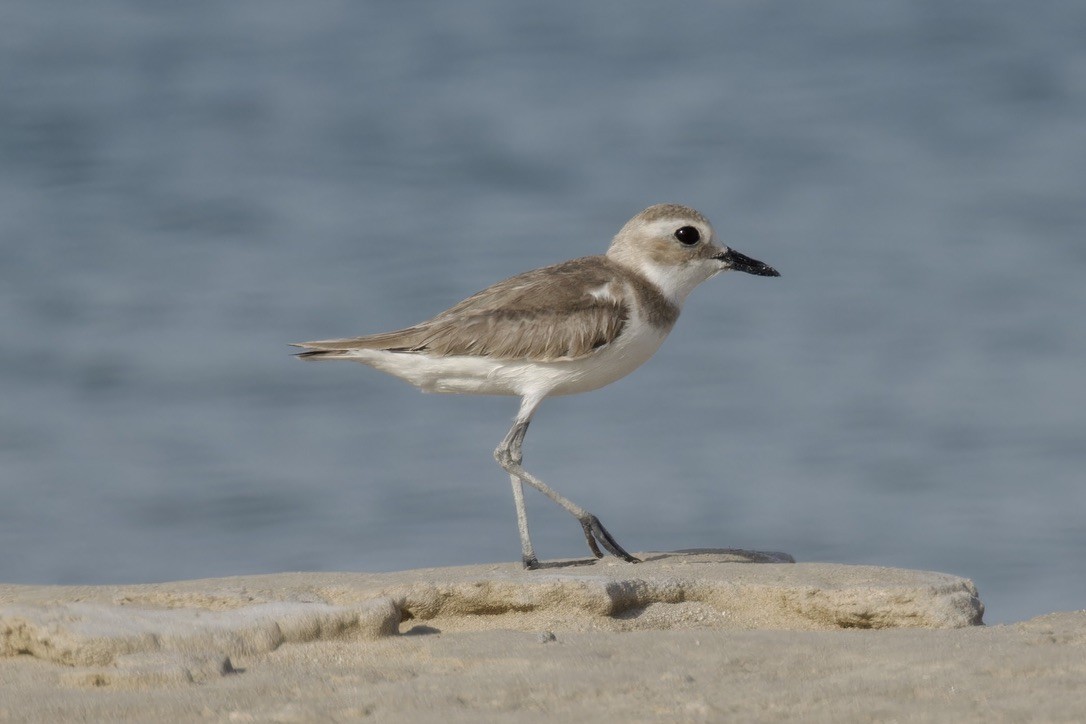 Greater Sand-Plover - ML615047520