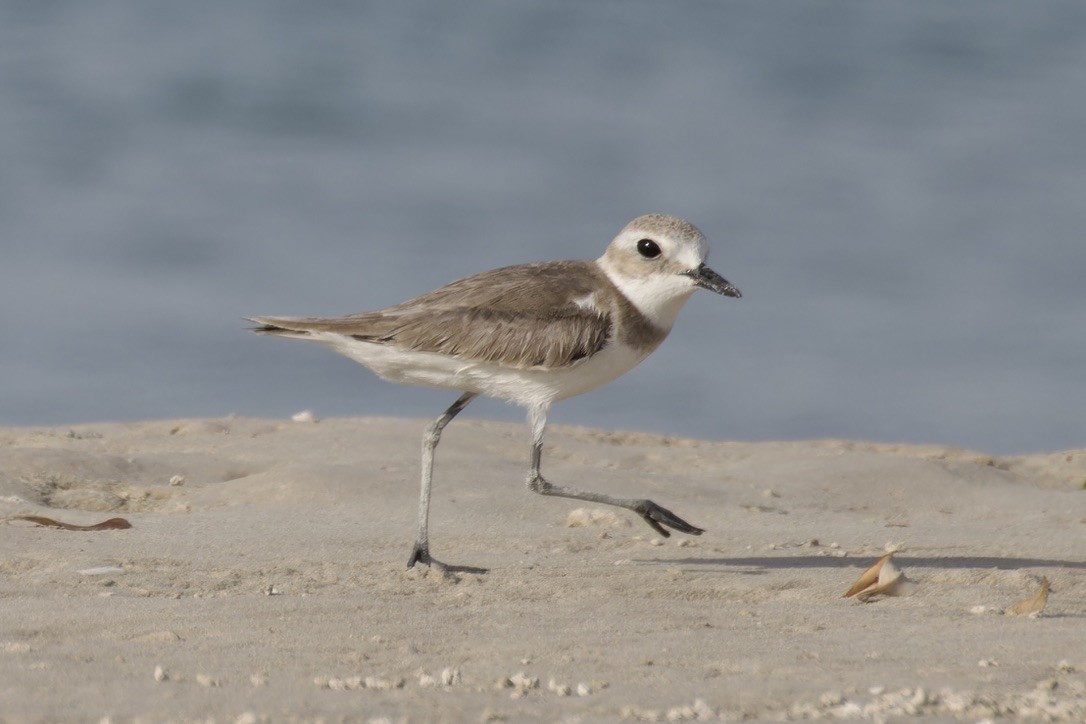 Greater Sand-Plover - Ted Burkett