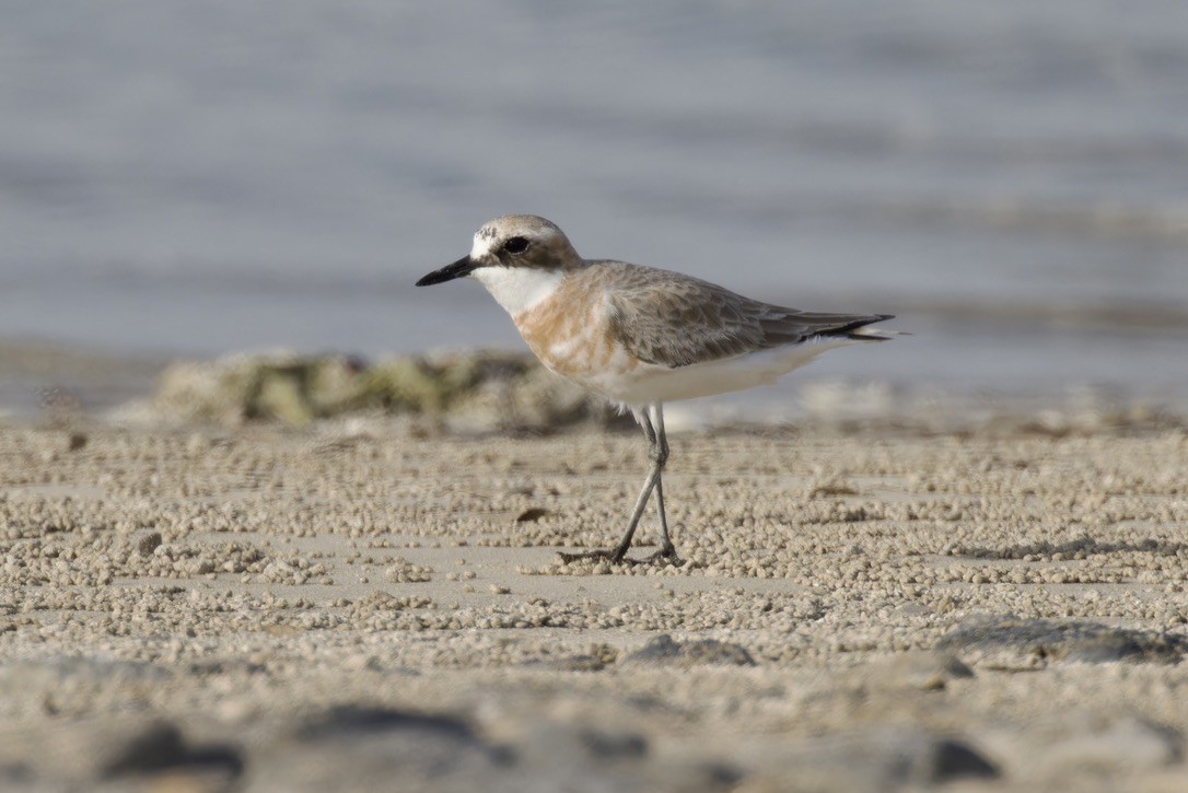 Greater Sand-Plover - ML615047522