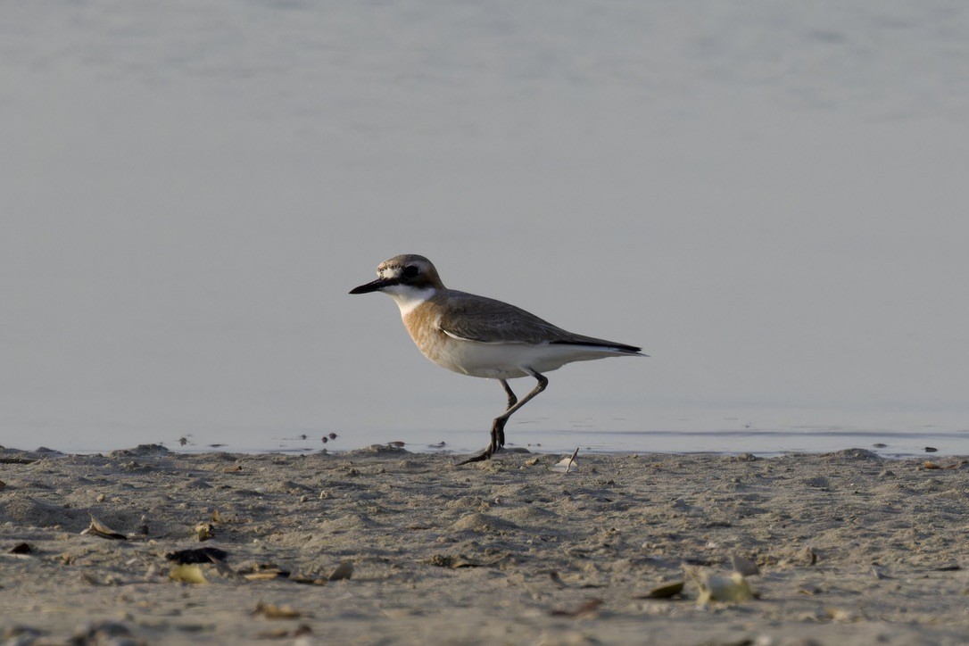 Greater Sand-Plover - ML615047523