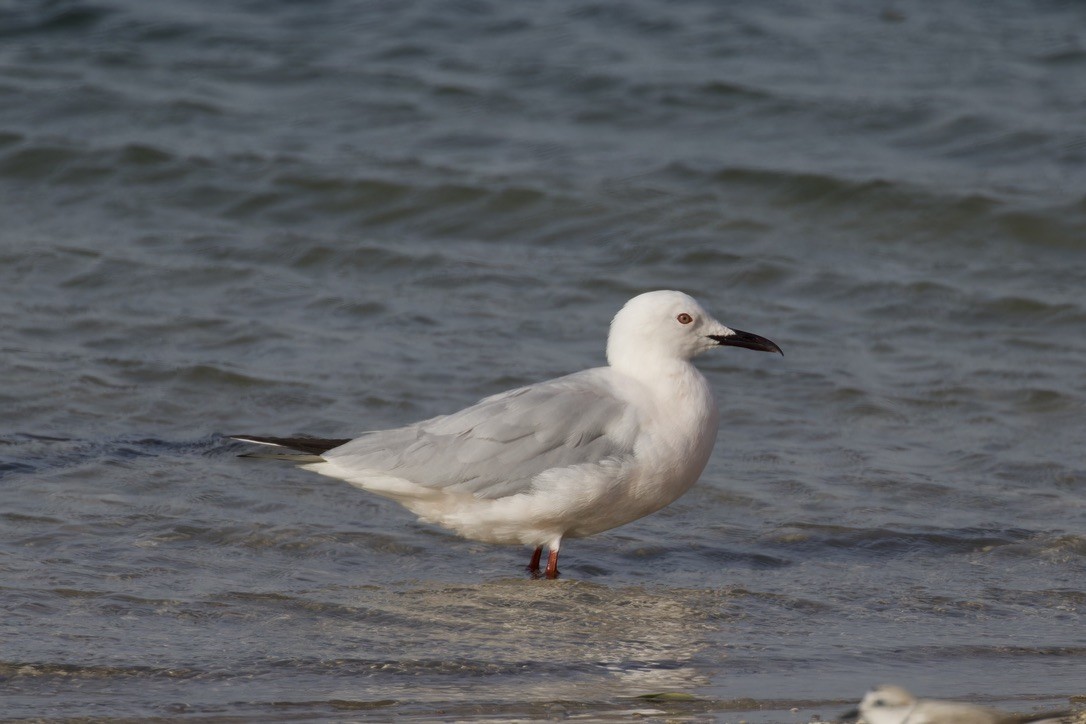 Slender-billed Gull - ML615047529