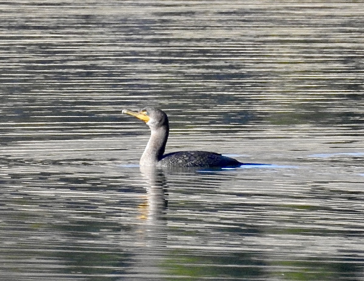 Double-crested Cormorant - Jane Will