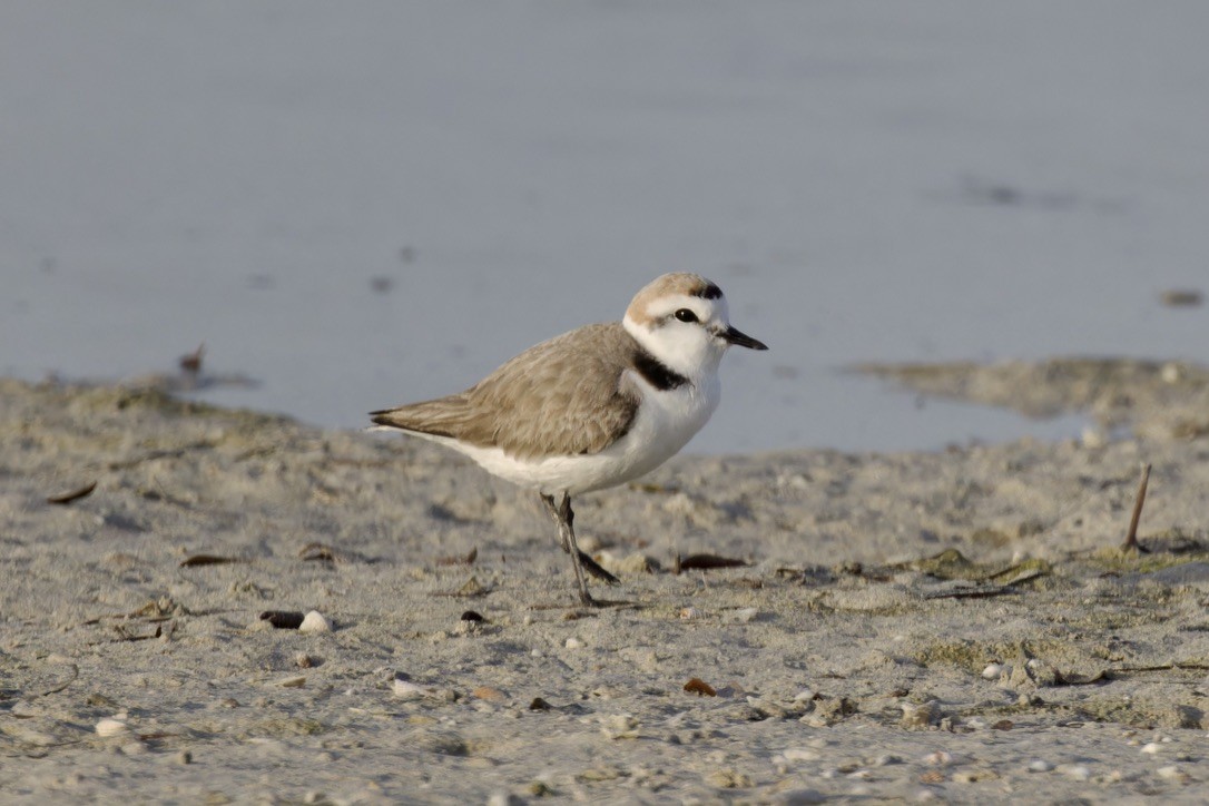 Kentish Plover - ML615047548