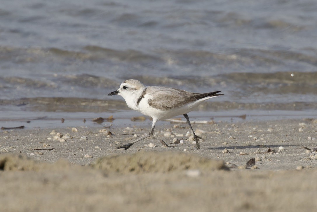 Kentish Plover - Ted Burkett