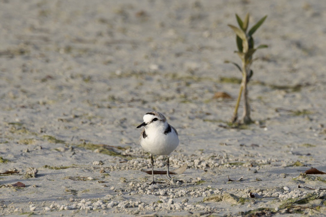 Kentish Plover - ML615047550