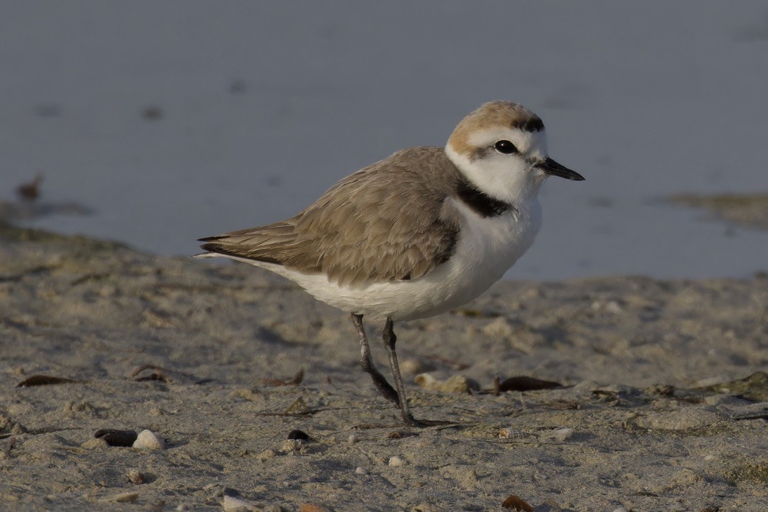 Kentish Plover - Ted Burkett