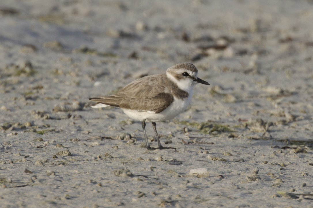 Kentish Plover - Ted Burkett