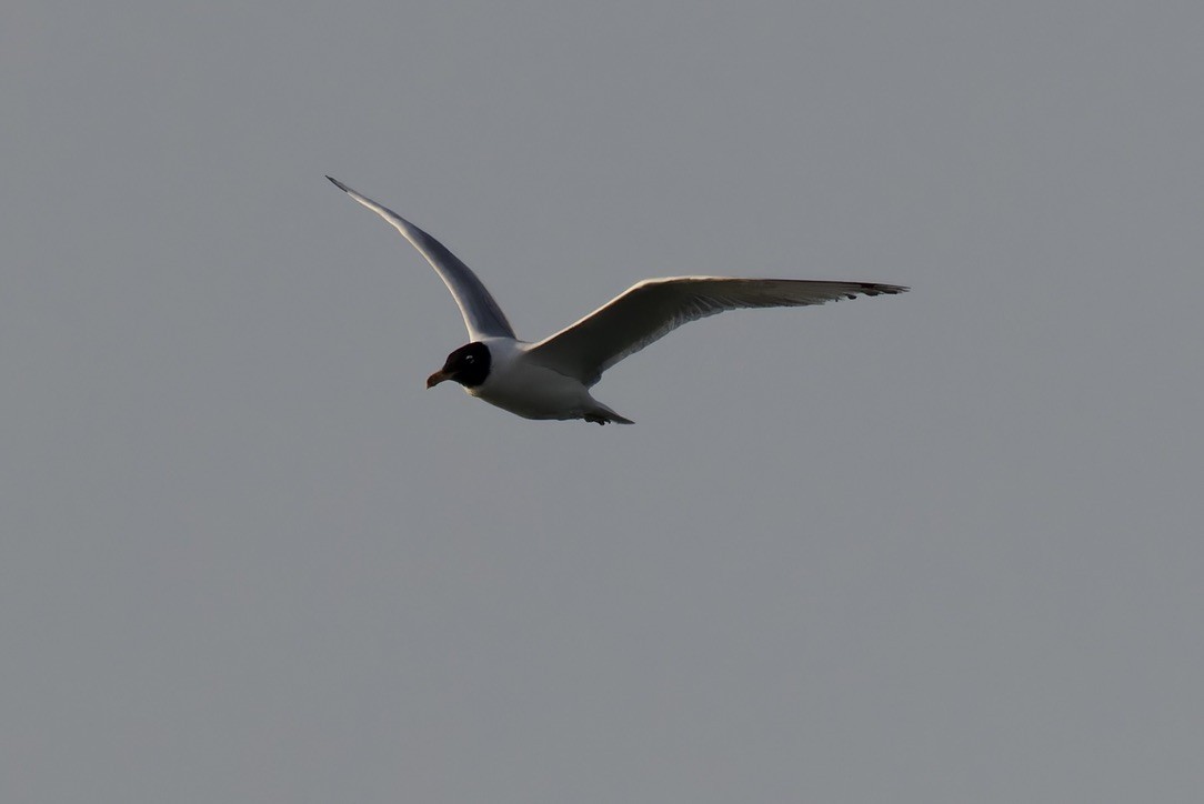 Pallas's Gull - ML615047568