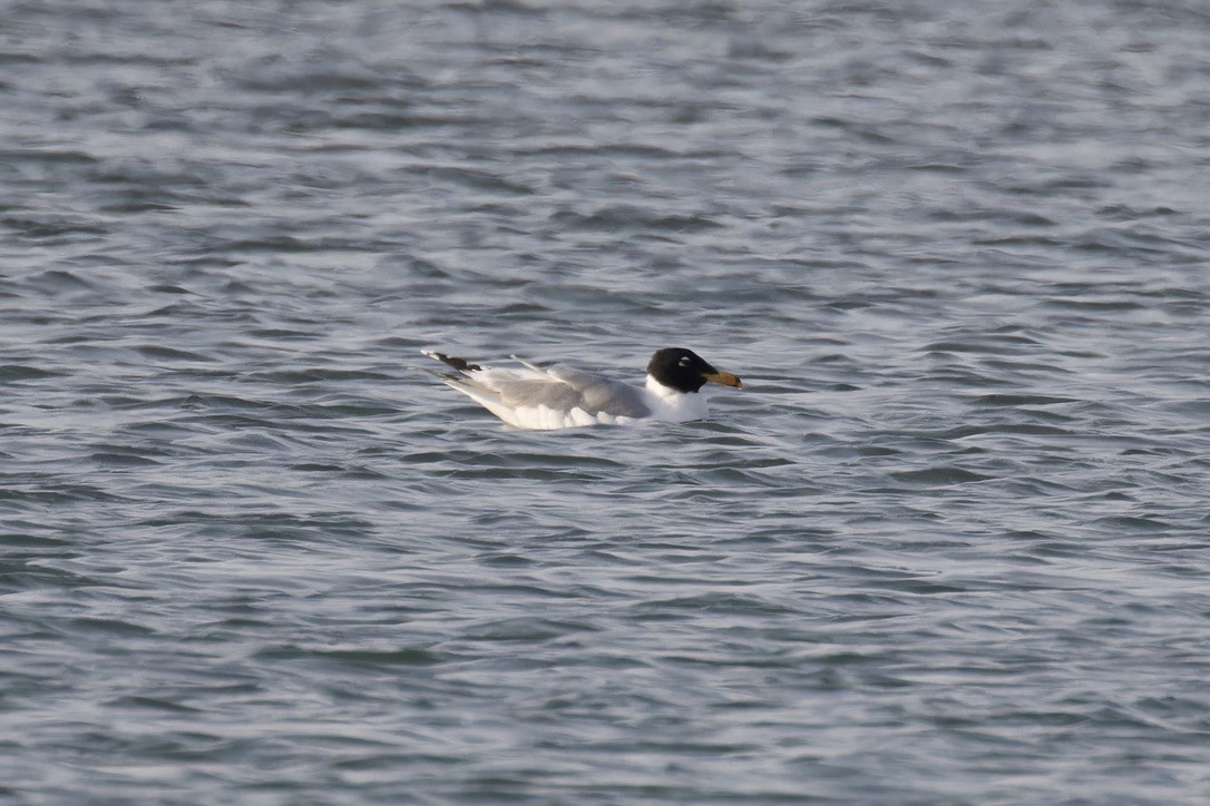 Pallas's Gull - ML615047569