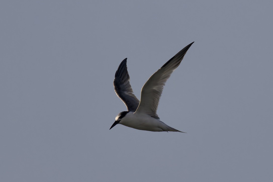 Little Tern - ML615047589