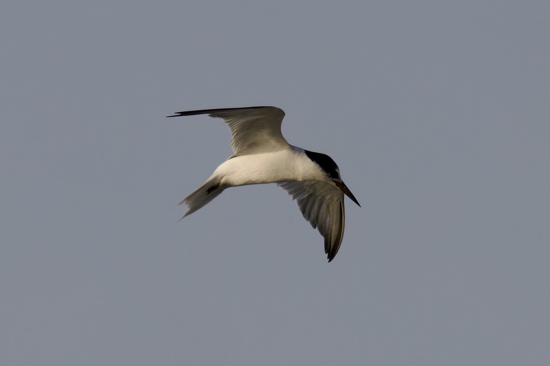 Little Tern - ML615047591