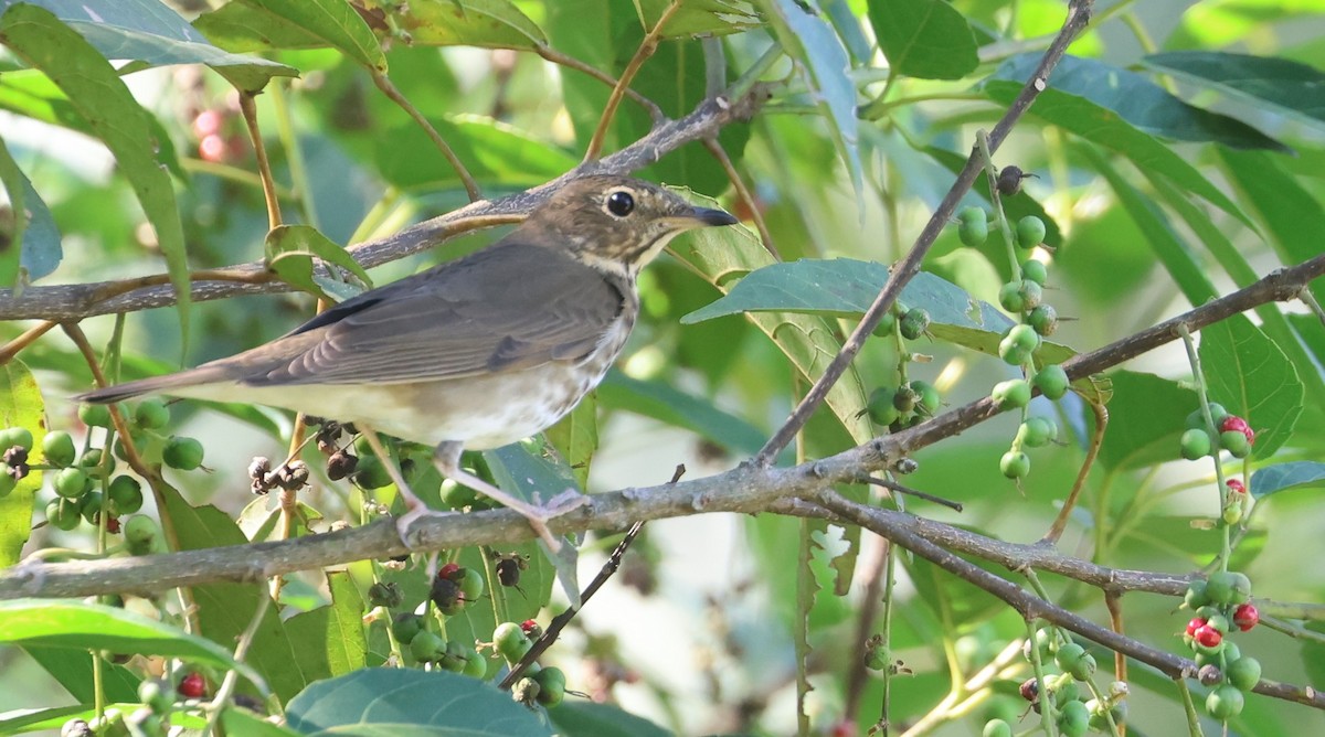 Swainson's Thrush - Guillermo O