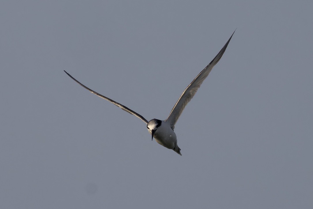 Little Tern - ML615047703