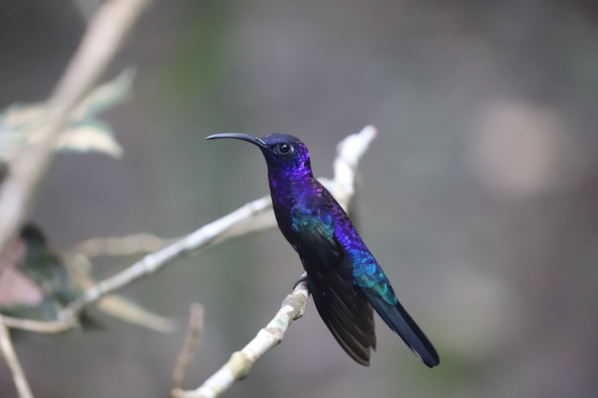 kolibřík fialkový - ML615047740