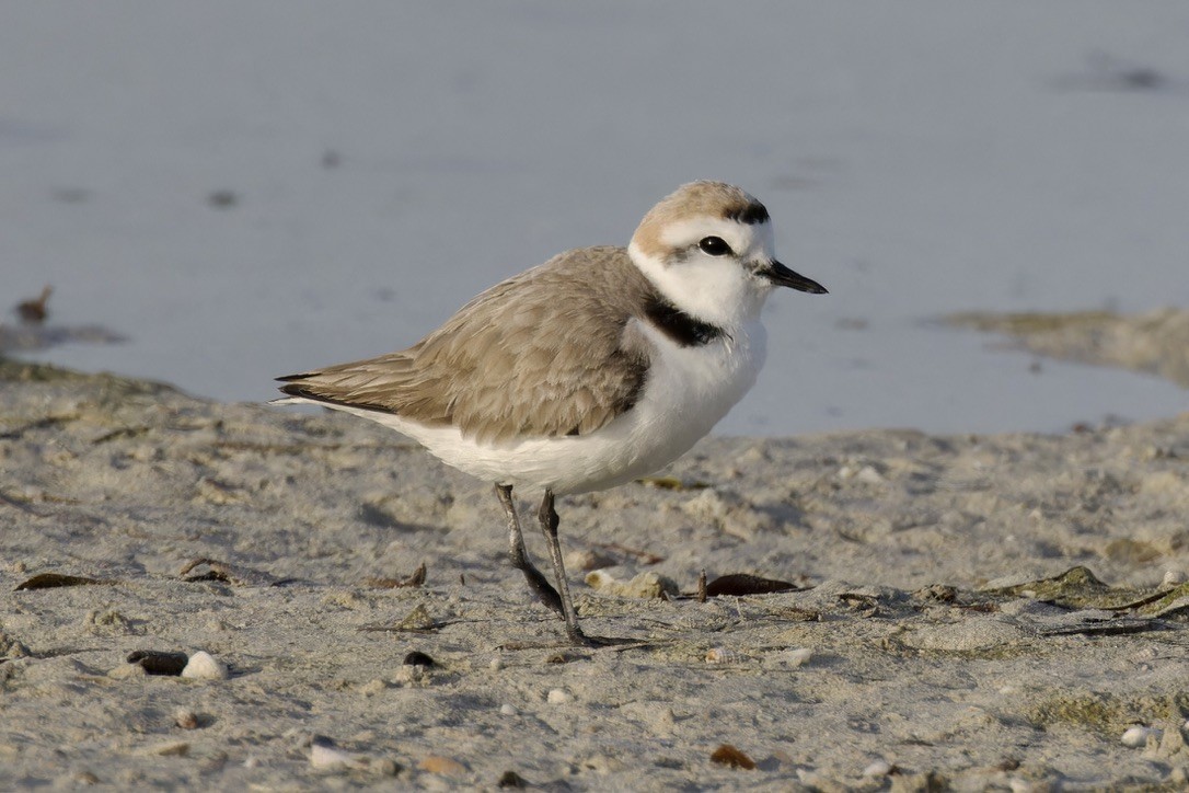 Kentish Plover - Ted Burkett