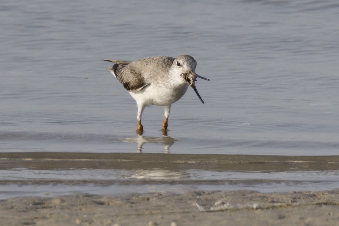 Terek Sandpiper - ML615047758