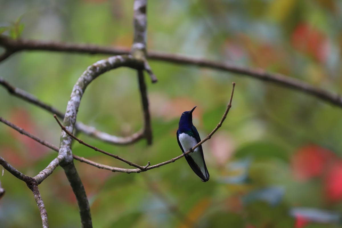 kolibřík bělokrký - ML615047796