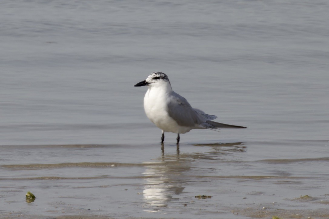 Gull-billed Tern - ML615047827