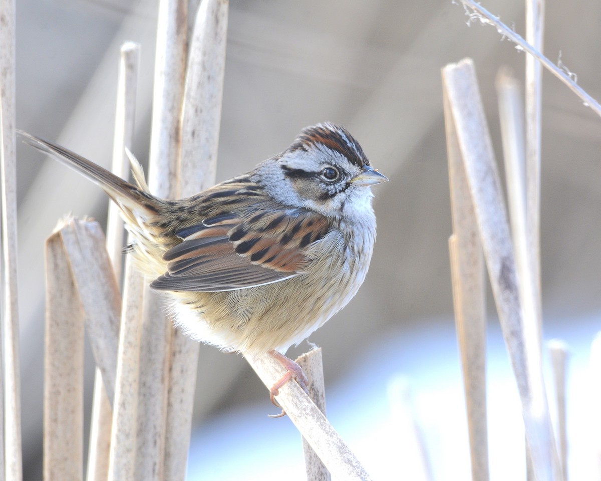 Swamp Sparrow - ML615047829