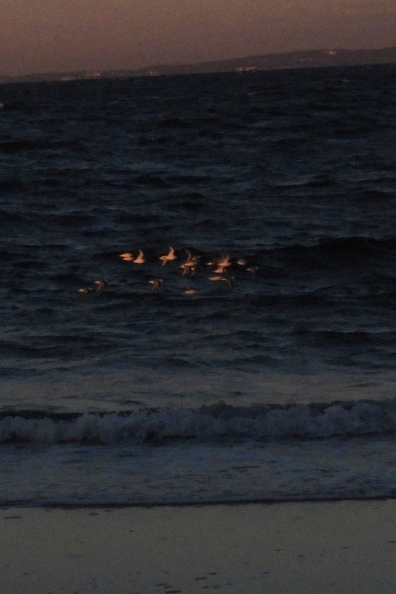 Bécasseau sanderling - ML615047983