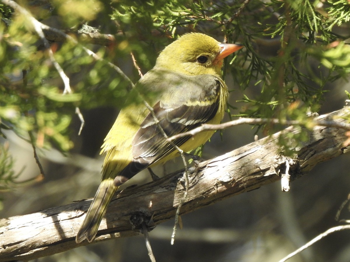Western Tanager - ML615048006