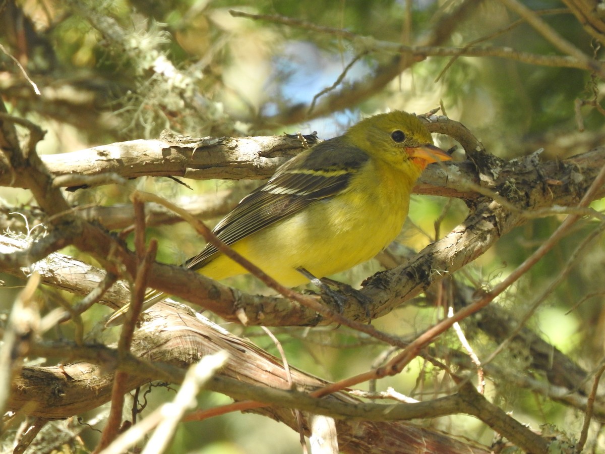 Western Tanager - ML615048007