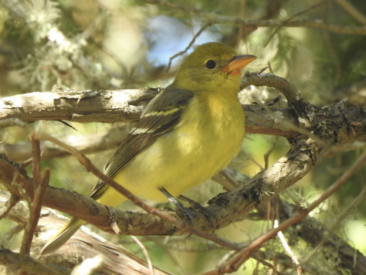Western Tanager - ML615048008