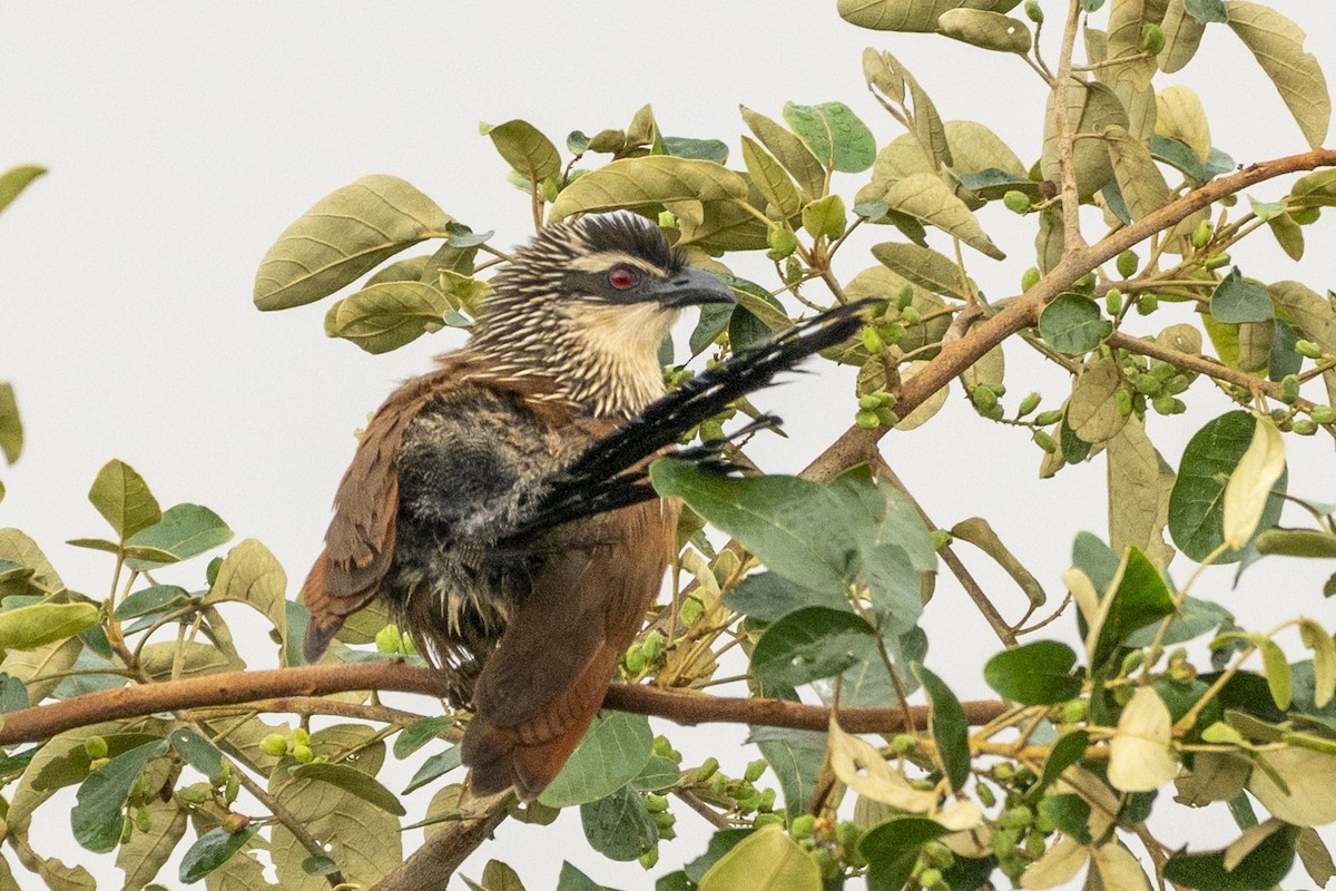 White-browed Coucal (White-browed) - ML615048096