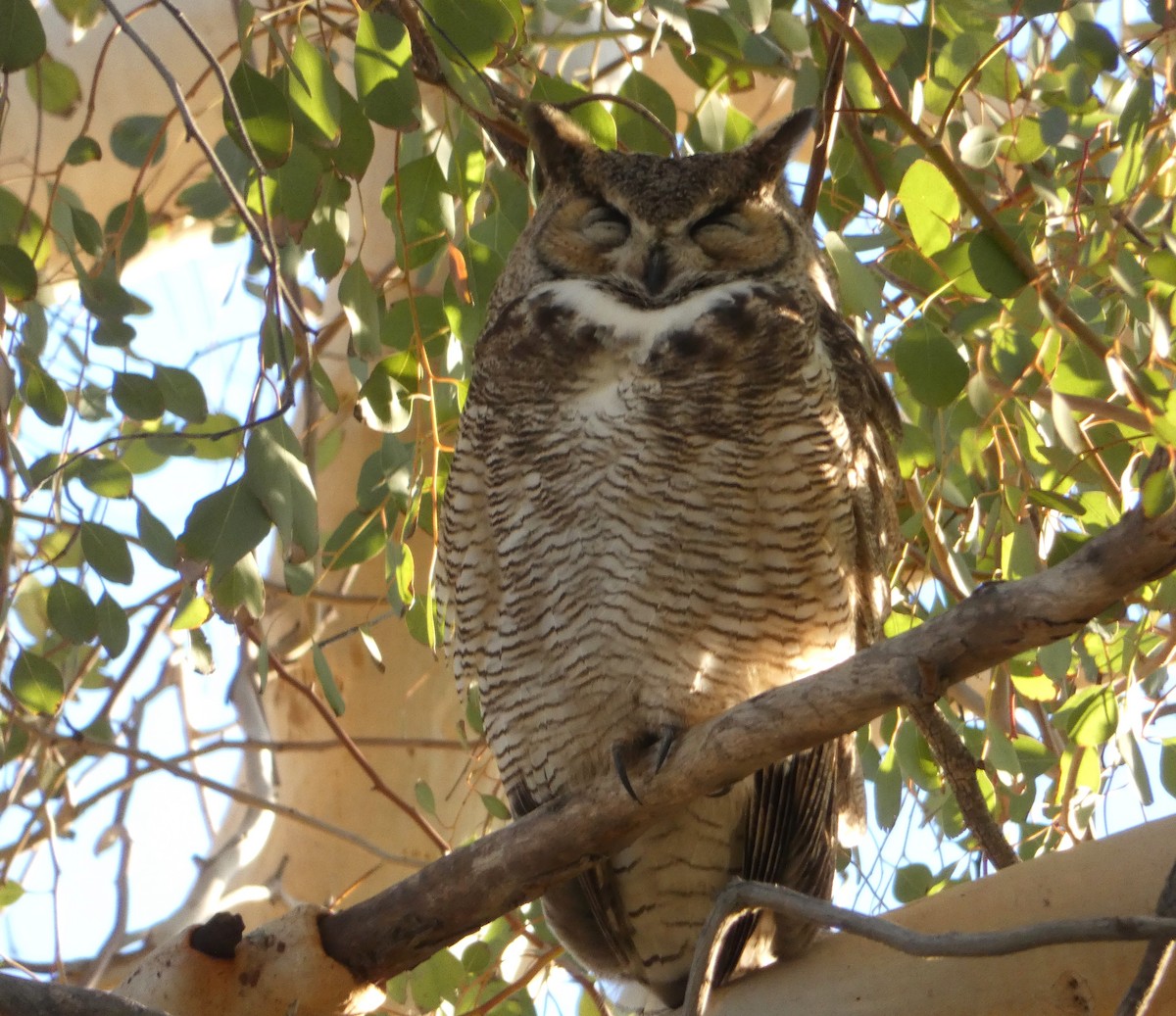 Great Horned Owl - ML615048179