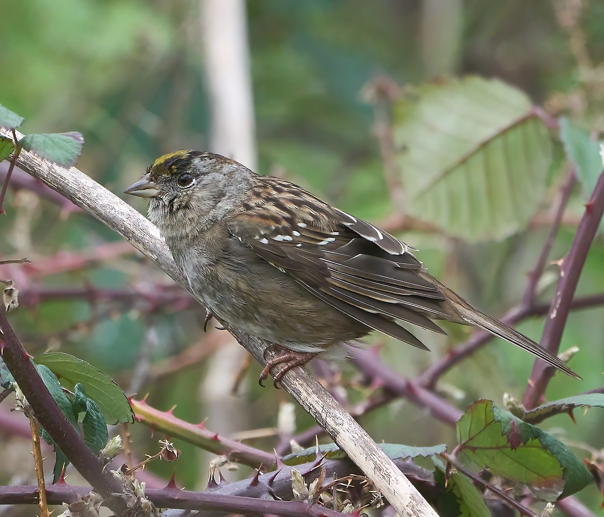 Golden-crowned Sparrow - ML615048212